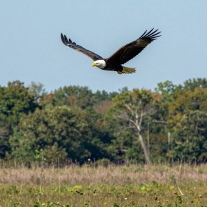 Bald eagles flying over wetlands in Missouri