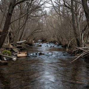 Serene creek in a wooded area