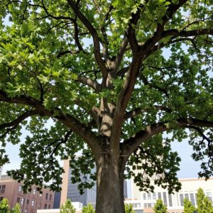 Bur oak tree known as Frank the Liberty Tree with Kansas City skyline.